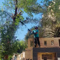 درخت بری ،رایگان قطع،بریدن درخت،هرسکاری اره|خدمات باغبانی و درختکاری|اهواز, پادادشهر|دیوار