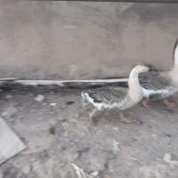 گاز آفریقایی نر و ماده|حیوانات مزرعه|دشتابی, |دیوار