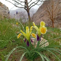 باغ ویلا اجاره ای در اخلمد