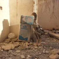 لاری|حیوانات مزرعه|تربتحیدریه, رجایی|دیوار