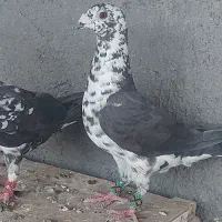 کبوتر شب بازی پلاکی میخوام