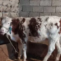 تلیسه،(گاو،گوساله) در گیلانغرب