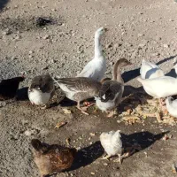 غاز و قوغاز واردک روسی