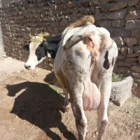 گاو هلشتان درج یک شیر ۲۵ کیلو گوساله سیمتال اصل|حیوانات مزرعه|بزینه رود, |دیوار