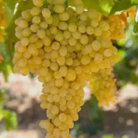 انواع نهال انگور و...|خدمات باغبانی و درختکاری|تربت‌حیدریه, فردوسی جنوبی|دیوار