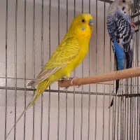 مرغ عشق مولد با جوجه های تازه دونخور و تخم و لانه|پرنده|شاهین‌شهر, مسکن مهر|دیوار