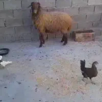 گوسفند آبستن۳