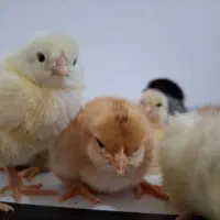 جوجه محلی|حیوانات مزرعه|اسفراین, |دیوار