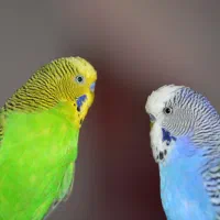 معاوضه مرغ عشق با سگ یا توله (نر)