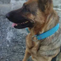 واگذاری ژرمن ماده