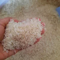 برنج فجر سرد