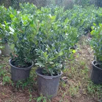 یاس هلندی گلدان 12