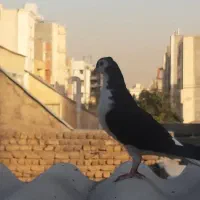 کفتر ساده سیاه|پرنده|مشهد, تربیت (صدف)|دیوار