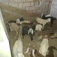 بزوکره|حیوانات مزرعه|مهریز, |دیوار