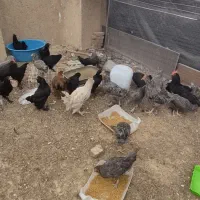 فروش تعدادی مرغ وخروس محلی