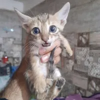 گربه واگذار