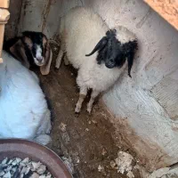 بز گوسفند|حیوانات مزرعه|کرمانشاه, |دیوار