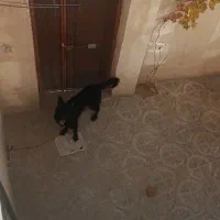 سگ ژرمن بلک