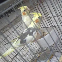 عروس هلندی جفت‌اماده.مرغ‌عشق‌.قفس