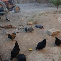 مرغ و خروس محلی و مرغ مصری|حیوانات مزرعه|خواجه, |دیوار