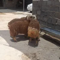 ۴عددبره شیری