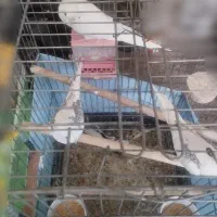 عروس هلندی آلبینو دستی