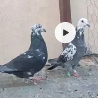 کفتر جفتی پلاکی نرو ماده