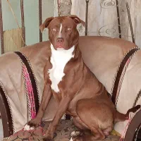 سگ پیتبول با شناسنامه