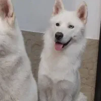 واگذاری میکس هاسکی یک سال نیم