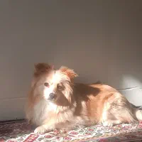 سگ‌پامرانین روباهی