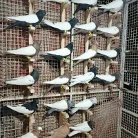 دسته.رنگی.سینه دم سفید طوقی کله|پرنده|مرودشت, تخت جمشید|دیوار