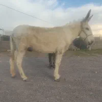 خر نر درشت گوسفندی اخته
