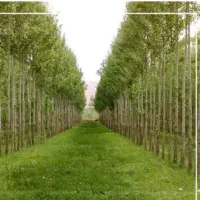 فروش باغ چنار