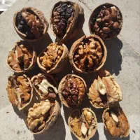 گردو ایرانی محلی