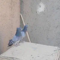 کفتر سبز رگه دار|پرنده|ساوه, |دیوار