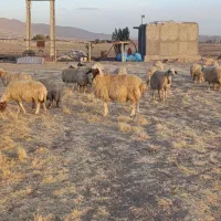 گوسفند میش|حیوانات مزرعه|ماهیدشت, |دیوار