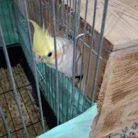 فروش جفت عروس هلندی|پرنده|چمران, |دیوار