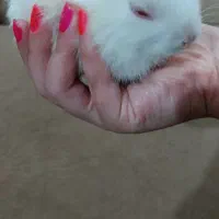 خرگوش خانگی|موش و خرگوش|دزفول, |دیوار