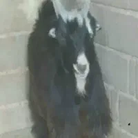 بزغاله   شاخ انبری  ترکی  اصیل