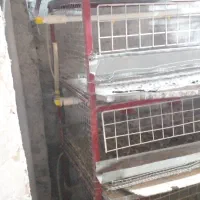 قفس بلدرچین|لوازم جانبی حیوانات|زنجان, |دیوار