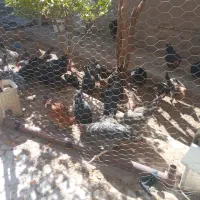 مرغ وخروس محلی|حیوانات مزرعه|فسا, |دیوار