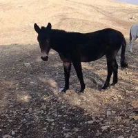 قاطر مادیون اسب