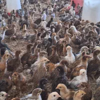 جوجه مرغ وخروس محلی رسمی۲۵روزه واقع در ورامین