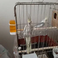 عروس هلندی با جوجه|پرنده|تهران, حافظیه|دیوار