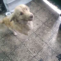 سگ پاکوتاه ناز