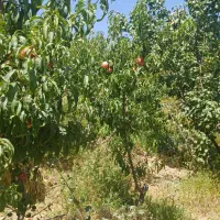 سمپاشی هرس کود دهی حرس نیسان کوددهی کود بانیسان|خدمات باغبانی و درختکاری|شهرکرد, |دیوار