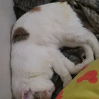 واگذاری رایگان گربه dsh نر و ماده یکساله|گربه|اندیشه, اندیشه فاز ۱|دیوار