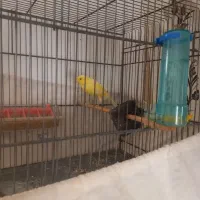 ماده قناری سوپر تن نخورده