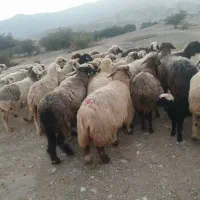 37 راس میش ترکی بره دار