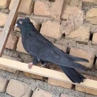 کبوتر کفتر اصفهانی